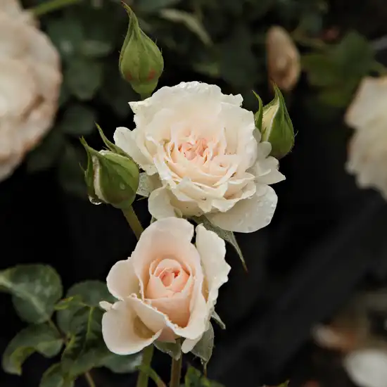 Rosa Sweet Blondie™ - alb - trandafir pentru straturi Floribunda